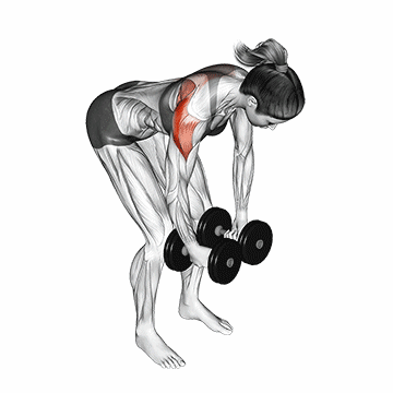 Dumbbell Rear Delt Fly/نشر خم دمبل
