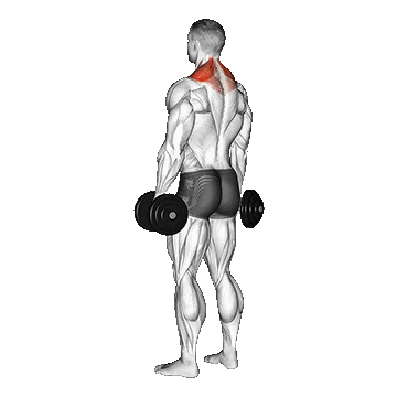 Dumbbell Shrug/شراگ  دمبل