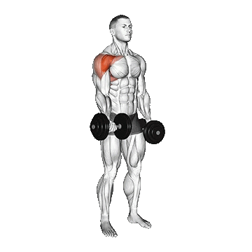Dumbbell Single Arm Front Raise/نشر از جلو دست برعکس متناوب تک دست