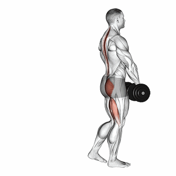 Dumbbell Single Leg Deadlift/ددلیفت تک پا دمبل
