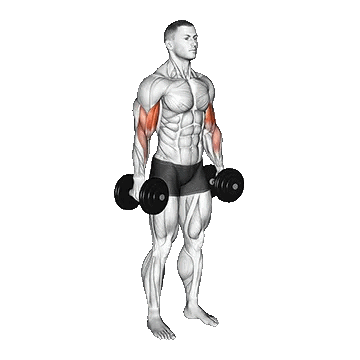 Dumbbell Standing Biceps Curl/جلوبازو با چرخش دست دمبل