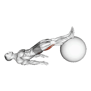 Exercise Ball Leg Curl /پشت پا با توپ