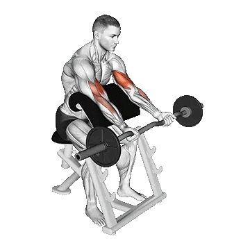 Ez Barbell Preacher Curl /جلوبازو لاری هالتر EZ