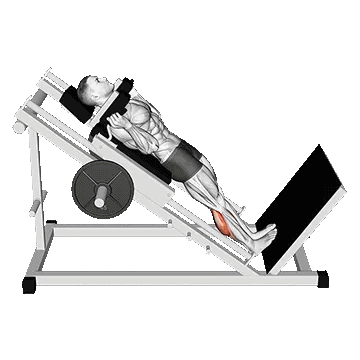 Hack Calf Raise/هک ساق پا ایستاده