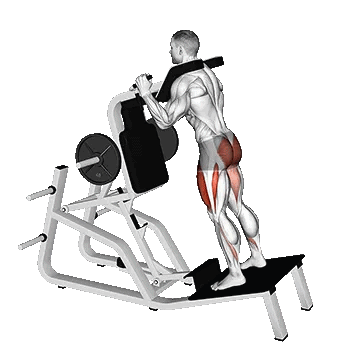 Hack Squat/هک اسکات