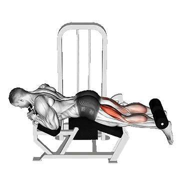 Lying Leg Curl/پشت پا خوابیده دستگاه