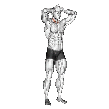 Front and Back Neck /ایزومتریک گردن جلو و عقب