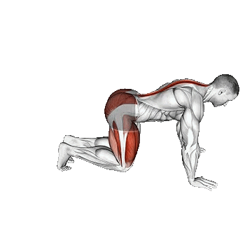 Kneeling Forward Hip Circles/چرخش مفصل ران زانو زده