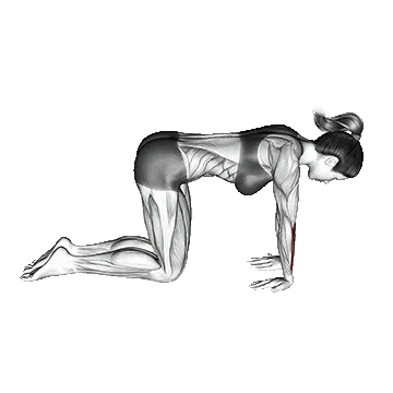 Kneeling Wrist Flexor Stretch/کشش خم کننده مچ دست زانو زده