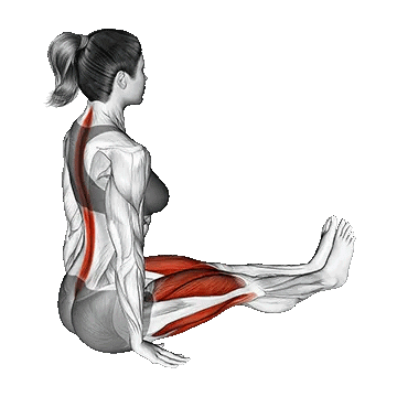 Lean Forward Stretch/کشش خم به جلو
