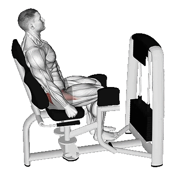 Seated Hip Abduction/خارج ران نشسته