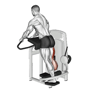 Standing Leg Curl/ پشت پا ایستاد تک پا