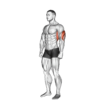 Overhead Triceps Stretch/کشش عضله سه سر بازو بالای سر
