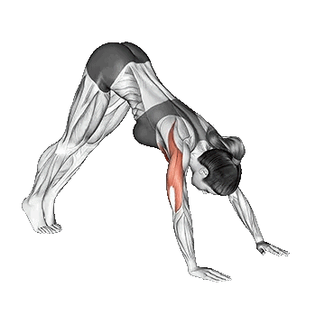Pike Push Up/شنا سوئدی پایک