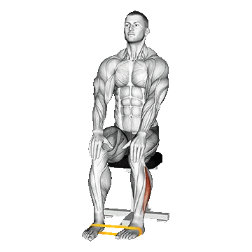 Band Foot Ext Rotation/چرخش خارجی مچ پا با کش