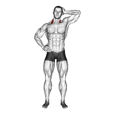 Side Push Neck / ایزومتریک گردن از پهلو