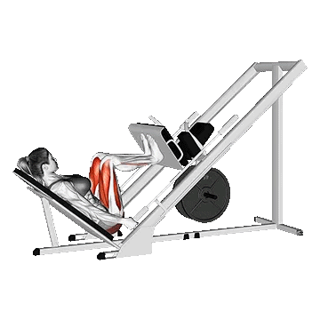 Stance Leg Press/پرس پا – پاچمع