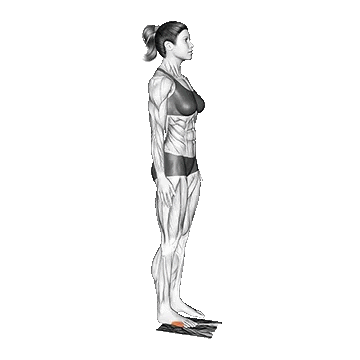 Standing Foot Muscles Activation/فعال‌سازی عضلات کف پا