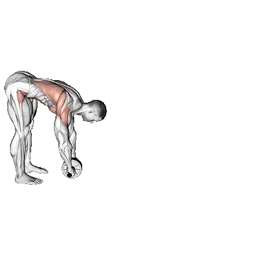 Standing Wheel Rollout/ رول شکم ایستاده