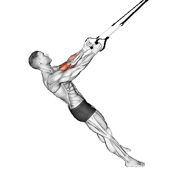 Suspender Biceps TRX/جلوبازو قفسه TRX