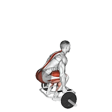 Trap Bar Deadlift/ددلیفت تراپ بار