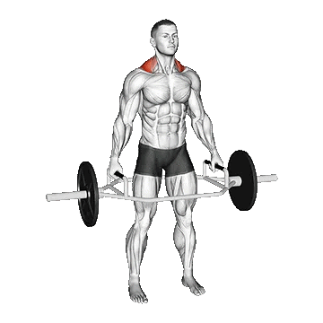Trap Bar Shrug/ شراگ تراپ بار