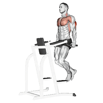 Triceps Dip/دیپ پشت بازو